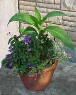 Canna Lily With Cherry Pie